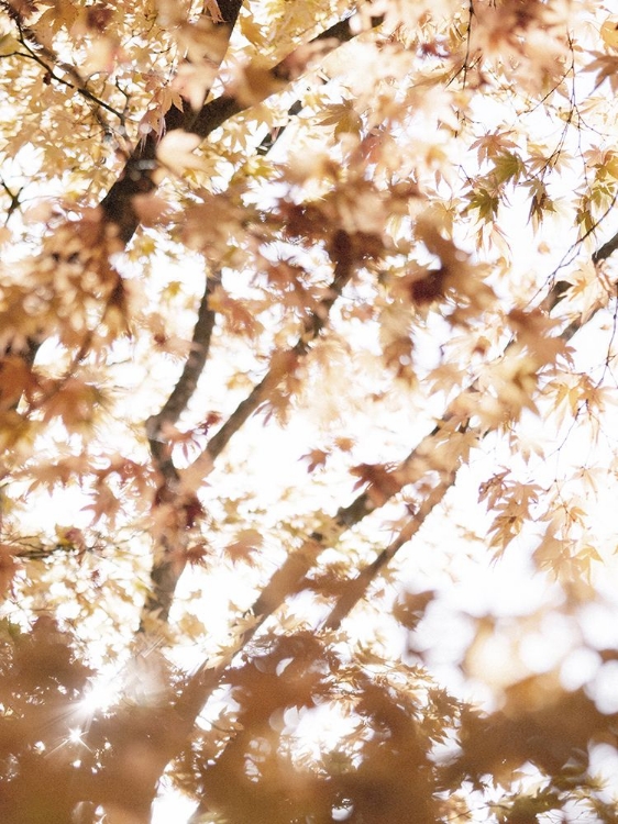 Picture of LIGHT IN THE LEAVES