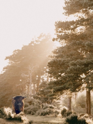 Picture of HIGHLANDCOW IN PASTURE