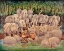 Picture of NOAH - ELEPHANTS-RHINOS-HIPPOS