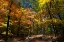 Picture of AUTUMN CLEARING