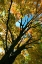 Picture of AUTUMN MAPLE VERTICAL