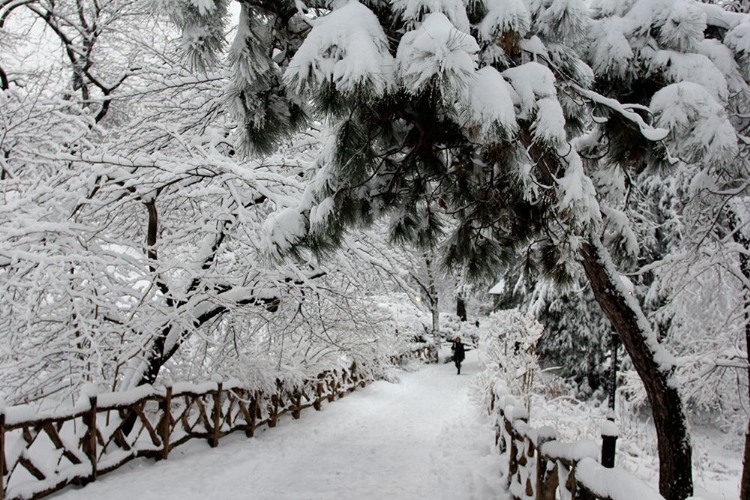 Picture of CENTRAL PARK PATH DEEP SNOW