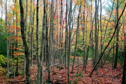 Picture of GREY TREE STAND AUTUMN
