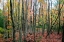 Picture of GREY TREE STAND AUTUMN