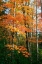 Picture of ORANGE YELLOW FALL VERTICAL 9840