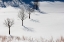 Picture of WINTER FIELD SILHOUETTES