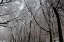 Picture of SNOW COVERED TREES APARTMENTS