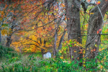 Picture of AUTUMN SHED