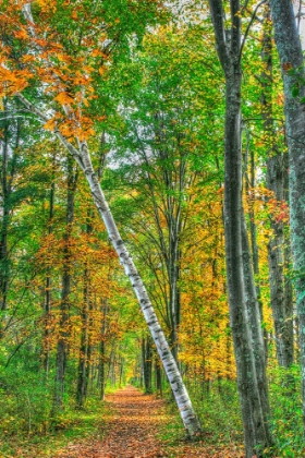 Picture of BIRCH OVER THE TRAIL
