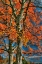 Picture of GRANDPARENT TREES