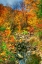 Picture of LOW WATER BROOK AUTUMN