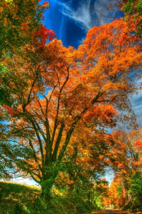 Picture of AUTUMN BORDEN ROAD VERTICAL