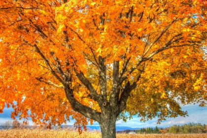 Picture of AUTUMN YELLOW TREE AND GUNKS