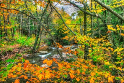 Picture of FALL BROOK ORANGE FO