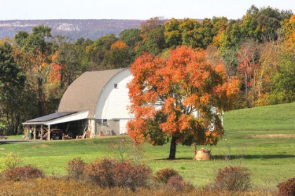 Picture of BARN AND ORANGE TREE