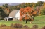 Picture of BARN AND ORANGE TREE