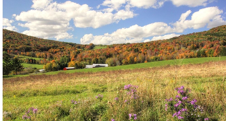 Picture of NESTLED BARNS IN FALL