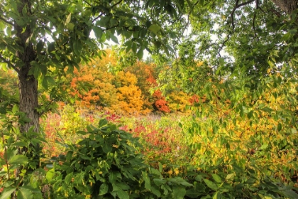 Picture of AUTUMN COLORS