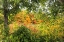 Picture of AUTUMN COLORS