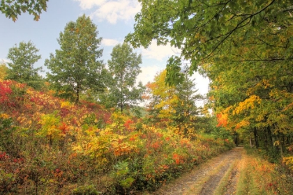 Picture of AUTUMN PATH