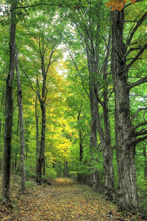 Picture of DEEP WOODS VERTICAL
