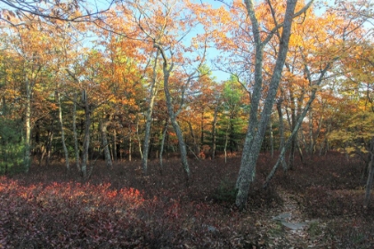 Picture of LATE AFTERNOON ON THE RIDGE