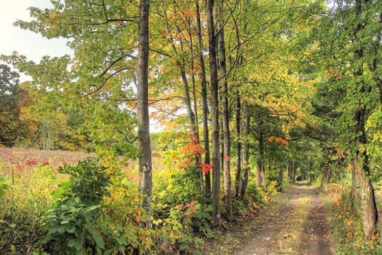 Picture of SUNLIT CARRIAGE PATH