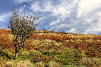 Picture of WALES HILLSIDE AND SKY