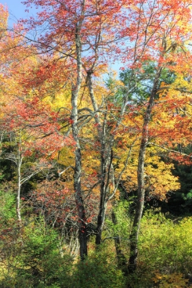 Picture of AUTUMN TREE CLUSTER VERTICAL