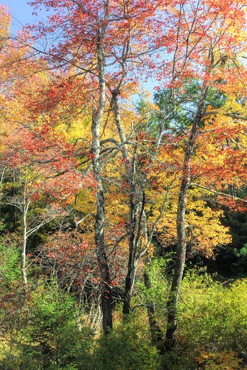 Picture of AUTUMN TREE CLUSTER VERTICAL