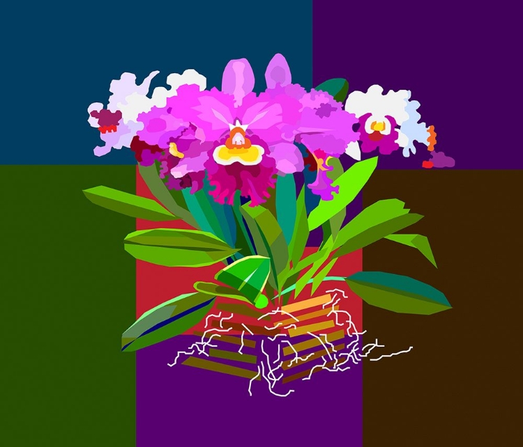 Picture of CATTLEYA ORCHID