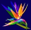 Picture of BIRD OF PARADISE
