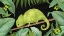 Picture of NOT EASY BEING GREEN