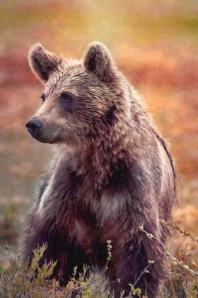 Picture of BROWN BEAR