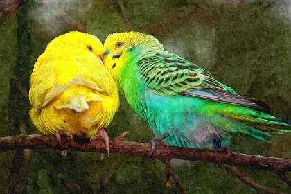 Picture of BUDGIE SNUGGLES