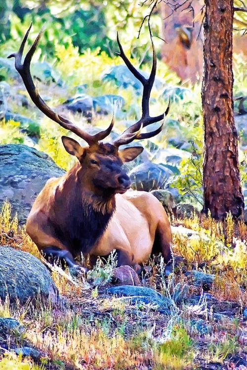 Picture of BULL ELK