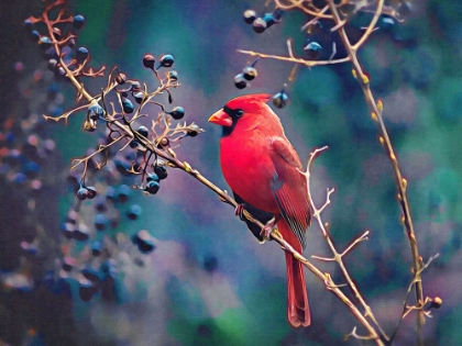 Picture of CARDINAL AND BERRIES