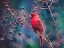 Picture of CARDINAL AND BERRIES