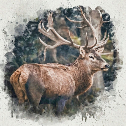 Picture of FOREST PRINCE