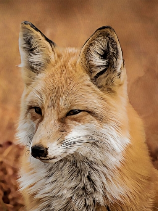 Picture of FOX