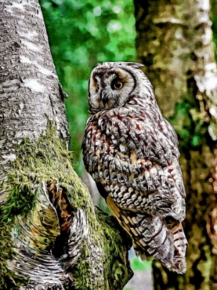 Picture of LONG EARED OWL