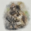 Picture of MAINE COON CAT