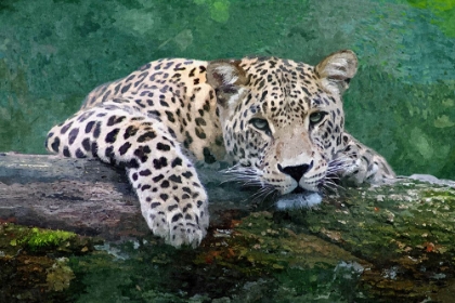 Picture of SNOW LEOPARD