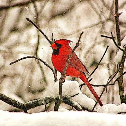 Picture of WINTERS PERCH