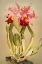 Picture of CATTLEYA HARDYANA ORCHID