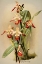 Picture of CYPRIDEDIUM ORCHID