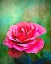 Picture of EXQUISITE PINK ROSE