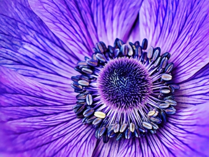 Picture of HEART OF THE ANEMONE