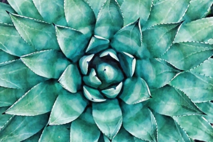 Picture of HEART OF THE SUCCULENT
