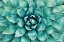 Picture of HEART OF THE SUCCULENT